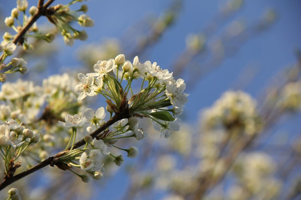 Blossom Blue: Het leven van de vriendin van Noa Lang